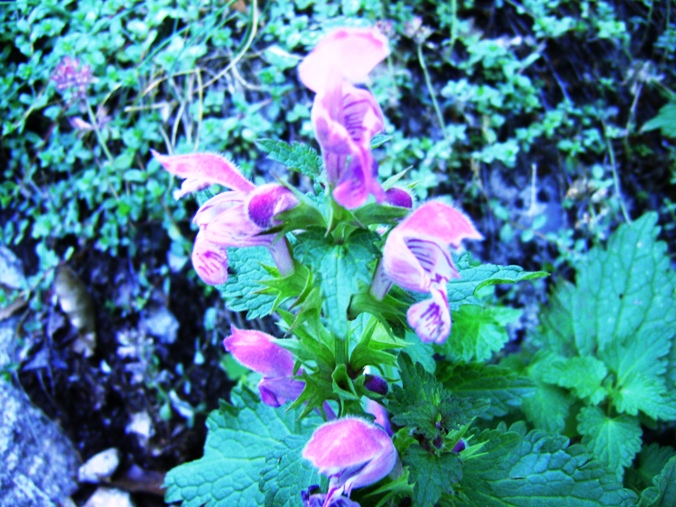 Lamium garganicum subsp. laevigatum